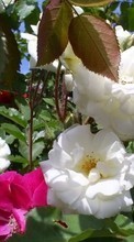 Новые обои на телефон скачать бесплатно: Цветы, Растения, Розы.