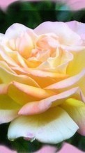 Цветы, Растения, Розы для BlackBerry Torch 9860