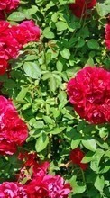 Новые обои 128x160 на телефон скачать бесплатно: Цветы, Растения, Розы.
