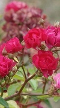 Новые обои 320x480 на телефон скачать бесплатно: Цветы, Растения, Розы.