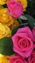 Новые обои 360x640 на телефон скачать бесплатно: Цветы, Растения, Розы.