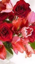 Новые обои на телефон скачать бесплатно: Цветы, Растения, Розы, Тюльпаны.