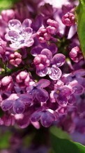 Цветы, Растения, Сирень для Samsung D900