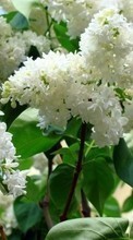 Цветы,Растения,Сирень для Nokia Asha 210