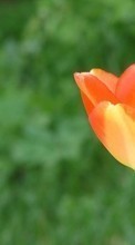 Цветы, Растения, Тюльпаны для Sony Xperia go