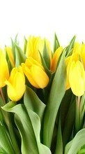 Цветы, Растения, Тюльпаны для HTC Desire 816