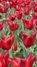 Новые обои 800x480 на телефон скачать бесплатно: Растения, Тюльпаны, Фон, Цветы.