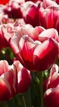 Цветы, Растения, Тюльпаны для Samsung Galaxy Fit