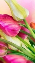 Новые обои на телефон скачать бесплатно: Цветы,Растения,Тюльпаны.