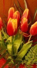 Новые обои на телефон скачать бесплатно: Цветы,Растения,Тюльпаны.