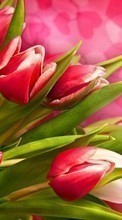 Цветы,Растения,Тюльпаны для Samsung Galaxy Y Duos S6102