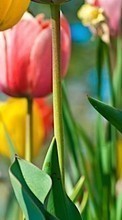 Цветы,Растения,Тюльпаны для OnePlus Nord