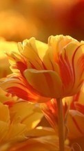 Цветы,Растения,Тюльпаны для Samsung Galaxy Tab P1000