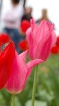 Новые обои на телефон скачать бесплатно: Цветы, Растения, Тюльпаны.