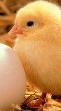 Новые обои 320x240 на телефон скачать бесплатно: Цыплята, Яйца, Животные.