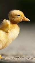 Цыплята, Птицы, Животные для Samsung Galaxy Ace 3
