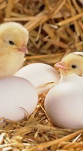 Цыплята, Птицы, Животные для Apple iPhone 6s