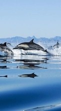 Новые обои на телефон скачать бесплатно: Дельфины,Море,Пейзаж,Животные.