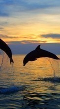 Новые обои на телефон скачать бесплатно: Дельфины,Море,Пейзаж,Животные.