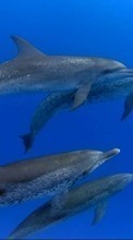 Новые обои 720x1280 на телефон скачать бесплатно: Дельфины, Море, Рыбы, Животные.