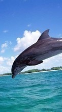 Новые обои на телефон скачать бесплатно: Дельфины, Море, Рыбы, Животные.