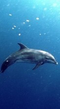 Дельфины, Море, Рыбы, Животные для Samsung Galaxy Young 2