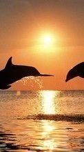Новые обои на телефон скачать бесплатно: Дельфины, Море, Солнце, Закат, Животные.