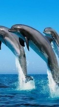 Новые обои на телефон скачать бесплатно: Дельфины, Море, Вода, Животные.