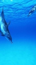 Новые обои на телефон скачать бесплатно: Вода, Дельфины, Животные, Море, Рыбы.