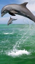 Новые обои 320x240 на телефон скачать бесплатно: Дельфины, Море, Вода, Животные.