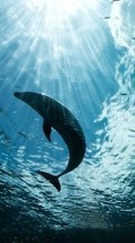 Новые обои на телефон скачать бесплатно: Дельфины, Море, Животные.