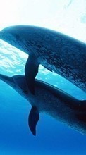 Новые обои 800x480 на телефон скачать бесплатно: Дельфины, Море, Животные.