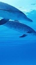 Новые обои на телефон скачать бесплатно: Дельфины,Море,Животные.