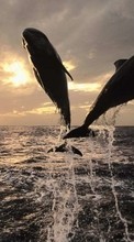 Новые обои на телефон скачать бесплатно: Дельфины,Море,Животные.