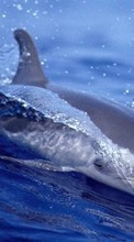 Новые обои на телефон скачать бесплатно: Дельфины, Рыбы, Вода, Животные.