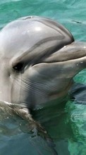 Дельфины, Рыбы, Животные для Asus Fonepad 7 FE171CG