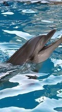 Новые обои на телефон скачать бесплатно: Дельфины, Вода, Животные.