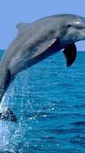Новые обои на телефон скачать бесплатно: Дельфины,Животные.