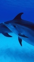 Новые обои на телефон скачать бесплатно: Дельфины,Животные.