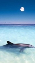Дельфины,Животные для Huawei Mate 40 Pro