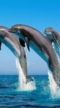Дельфины,Животные для HTC Desire 200