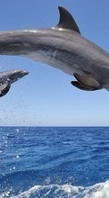 Дельфины,Животные для HTC Desire 500