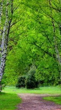 Деревья, Дороги, Березы, Пейзаж для Samsung Galaxy S5