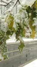 Деревья, Дороги, Листья, Пейзаж, Снег, Зима для Fly Cumulus 1 FS403