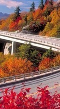 Деревья, Дороги, Мосты, Осень, Пейзаж для LG Optimus Me P350