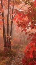 Новые обои на телефон скачать бесплатно: Деревья, Дороги, Осень, Пейзаж.