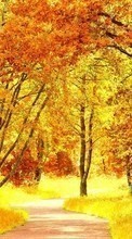 Новые обои на телефон скачать бесплатно: Деревья, Дороги, Осень, Пейзаж.