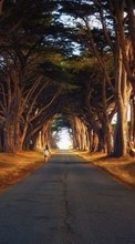 Деревья, Дороги, Пейзаж для Samsung Galaxy Core