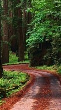 Деревья, Дороги, Пейзаж для OnePlus OnePlus X