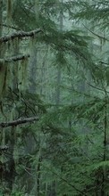 Деревья, Елки, Пейзаж для Samsung Galaxy J1